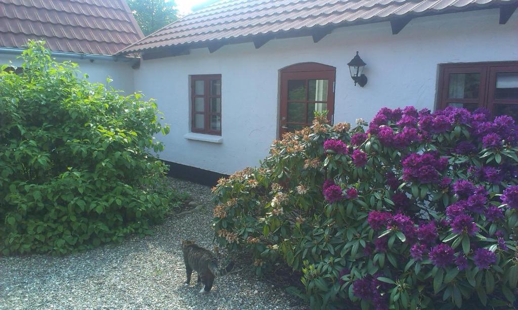 Vranum Guesthouse Віборґ Екстер'єр фото